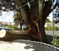 titirangi-trees-auckland-1 (4)